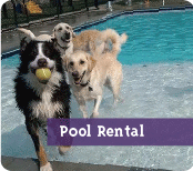 Dog Park